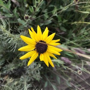 Meet your Posher, Lucy